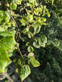 Close-up of a healthy tree branch being inspected by a gardener in a lush garden.