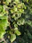 A close-up of healthy green leaves on a tree branch in a sunny garden.