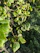 A close-up of healthy green leaves on a tree branch in a sunny garden.