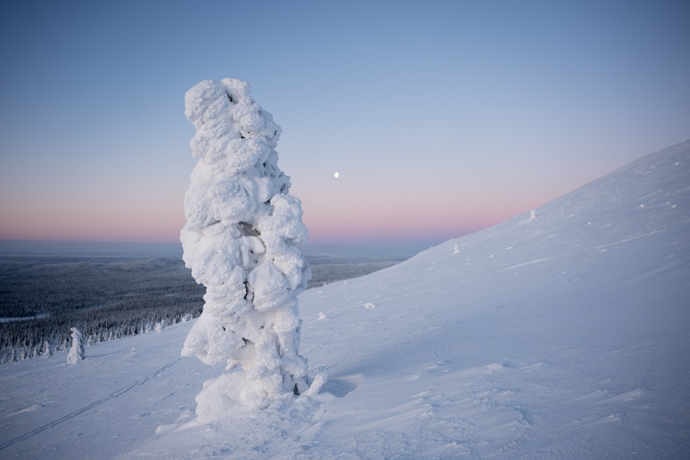 a tall tree covered in snow on top of a snow covered slope