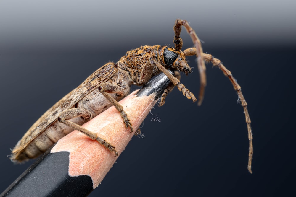 a close up of a bug on a pencil