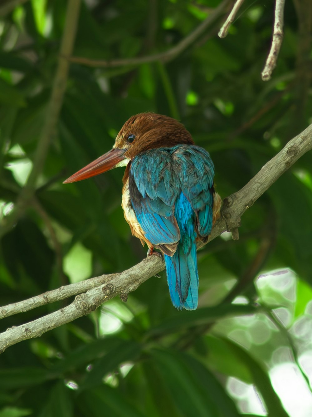 a colorful bird sitting on a tree branch