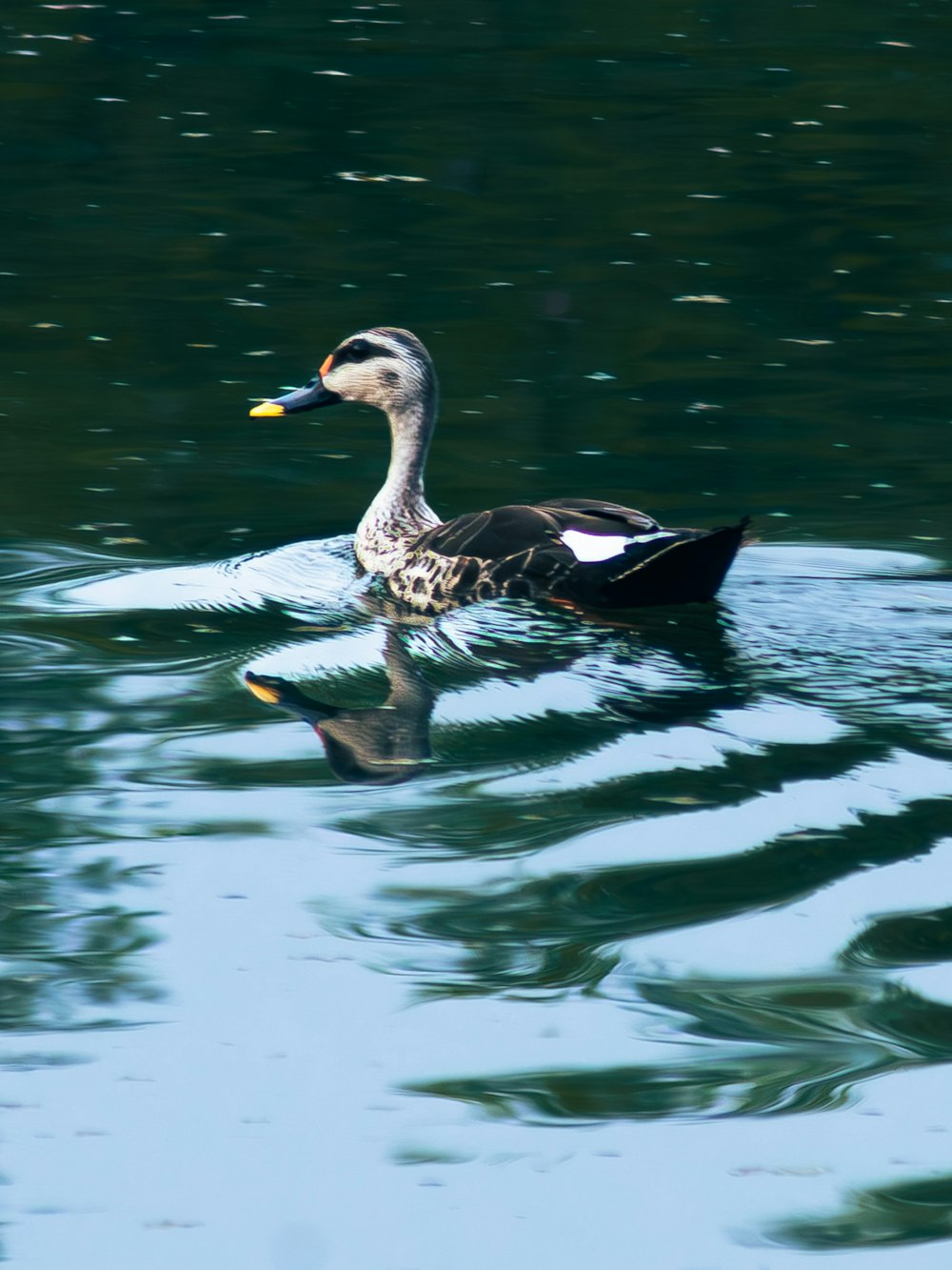 a duck floating on top of a body of water