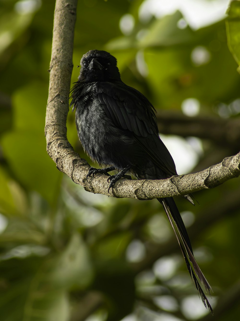 a black bird sitting on a branch of a tree