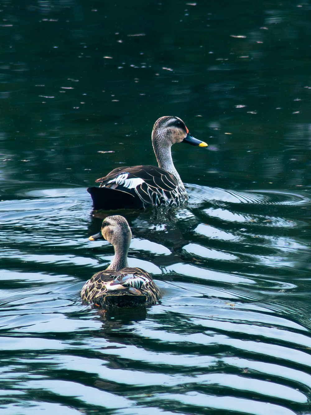 a couple of ducks floating on top of a lake