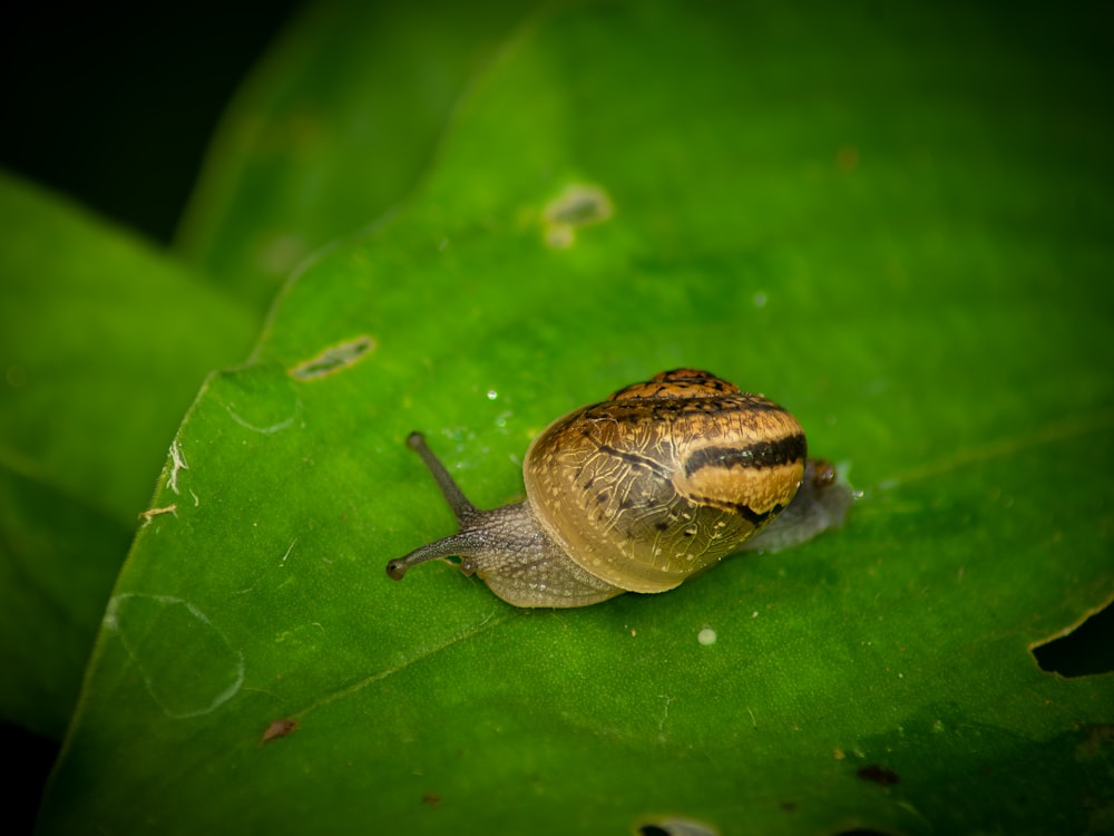 a snail is sitting on a green leaf