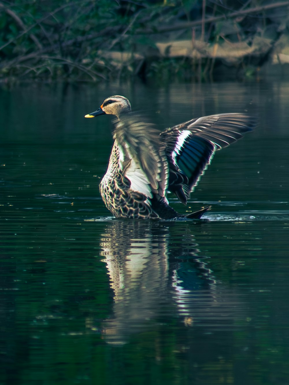 a duck flapping its wings in the water