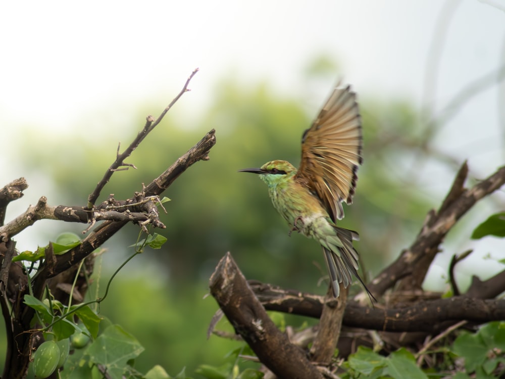 um pássaro com asas abertas sentado em cima de um galho de árvore