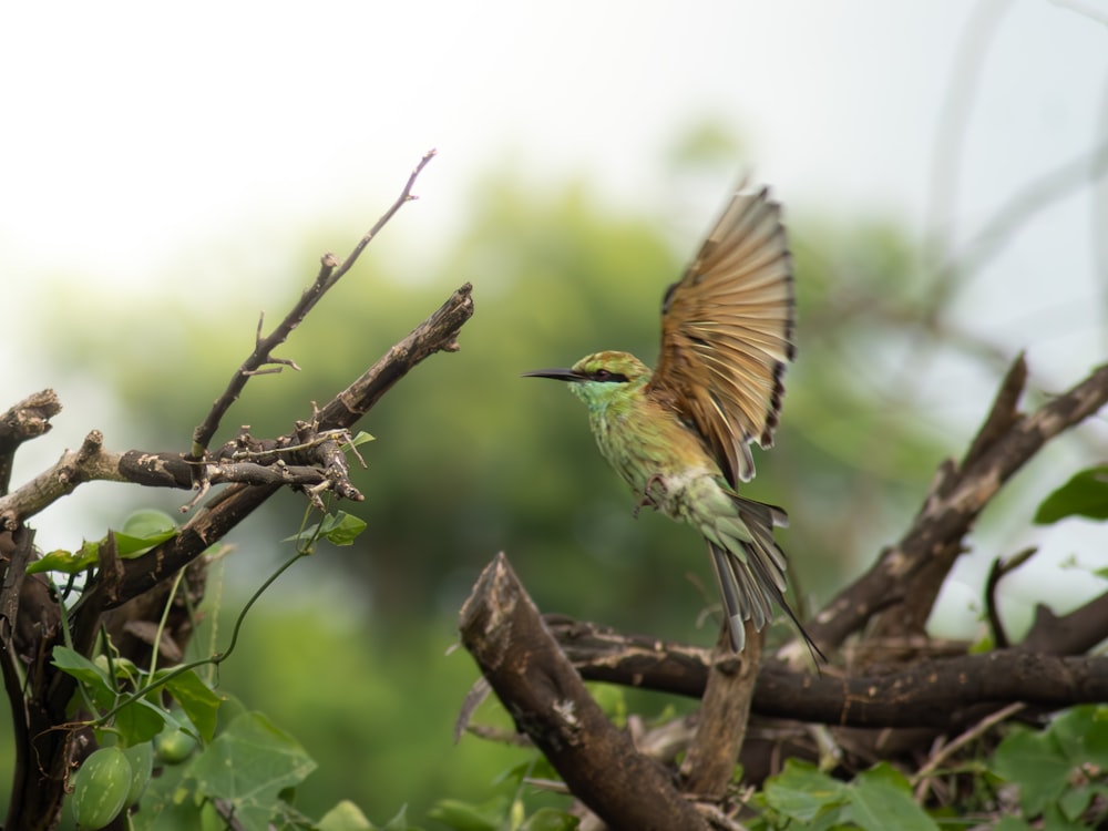 a bird with wings spread sitting on top of a tree branch