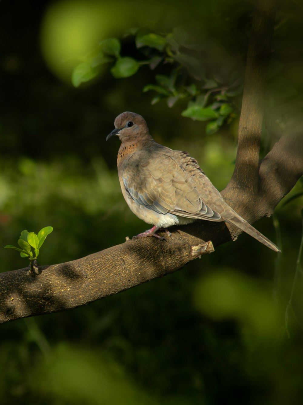 a bird perched on a branch in a tree