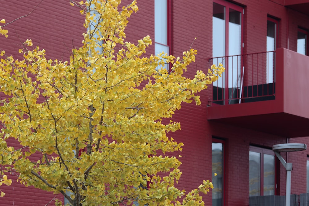 a tree with yellow leaves in front of a red building