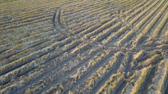 Aerial view of a rice field with rows of partially harvested crops. The ground is muddy, and the tracks of a vehicle are visible, creating curved patterns in the field.