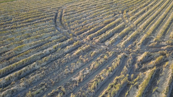 Aerial view of a rice field with rows of partially harvested crops. The ground is muddy, and the tracks of a vehicle are visible, creating curved patterns in the field.
