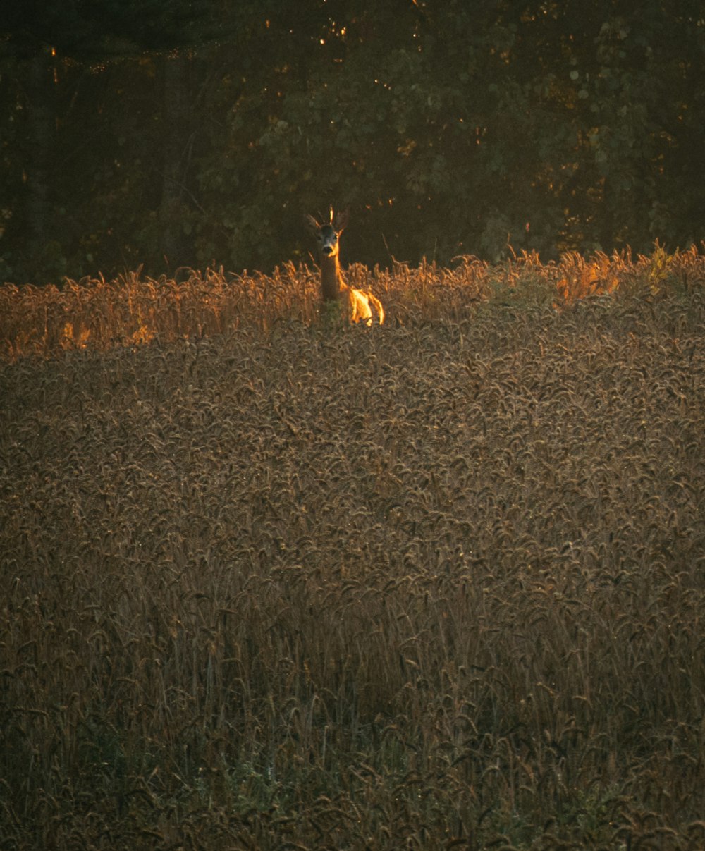 a deer standing in a field of tall grass