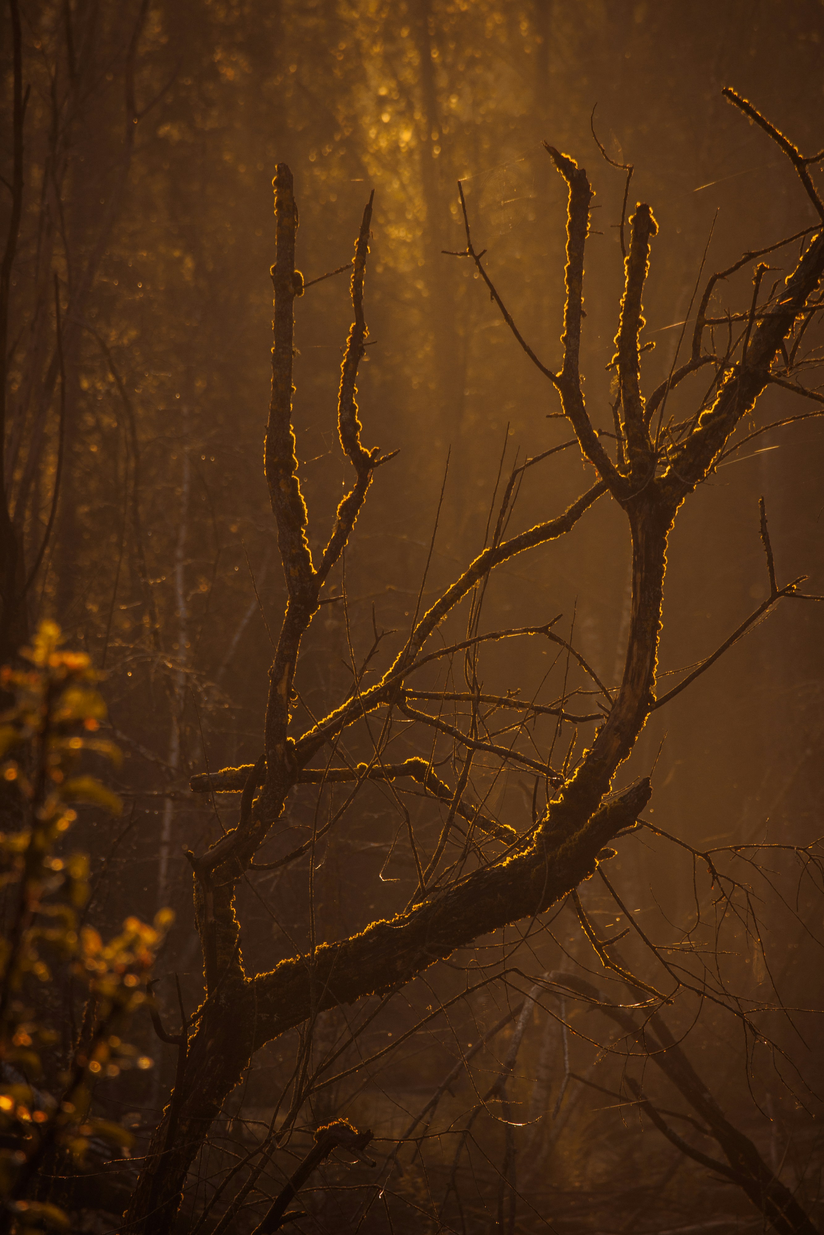 Un bosque brumoso lleno de muchos árboles