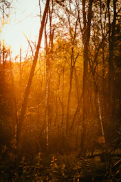 A warm family moment in a sunlit forest with soft green and beige tones.