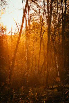 A warm family moment in a sunlit forest with soft green and beige tones.