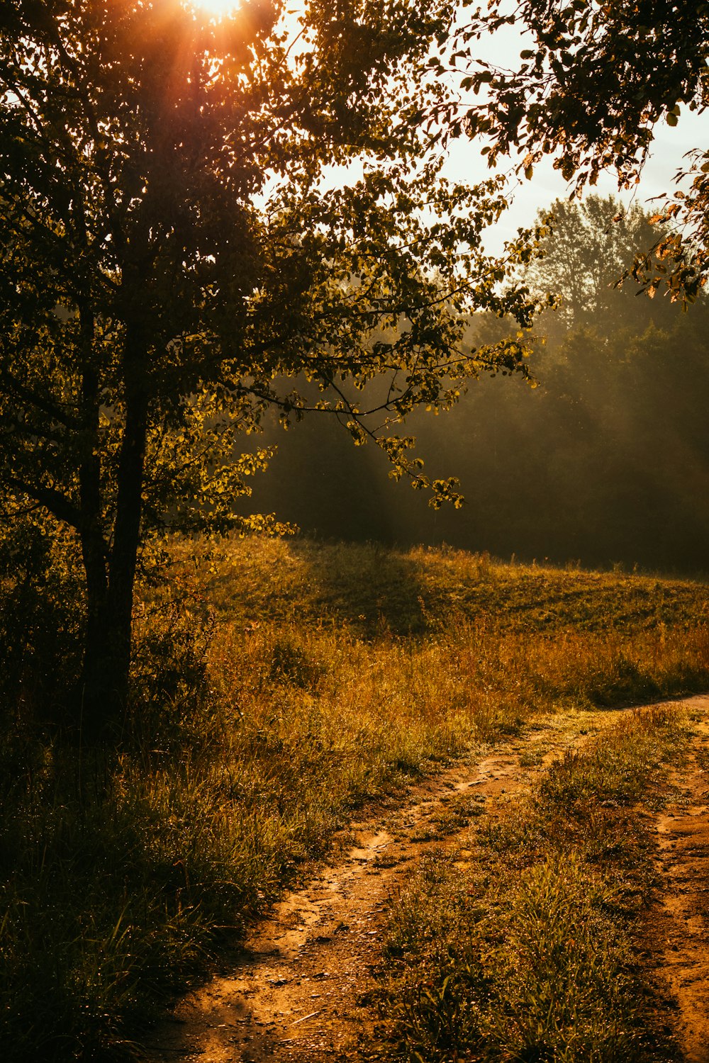 the sun shines through the trees in a field