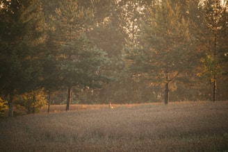 Wide open land in Mathura with a sunrise casting golden light over the fertile fields and distant temples.