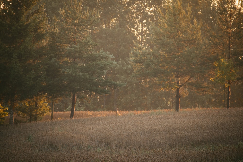 a horse standing in a field with trees in the background