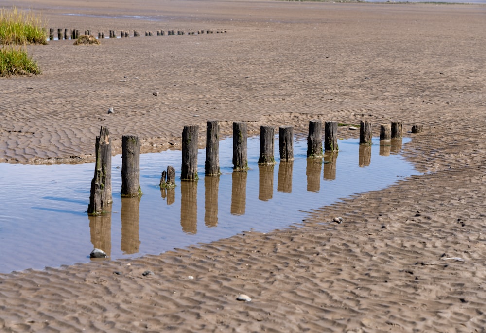 a group of wooden posts sticking out of the water