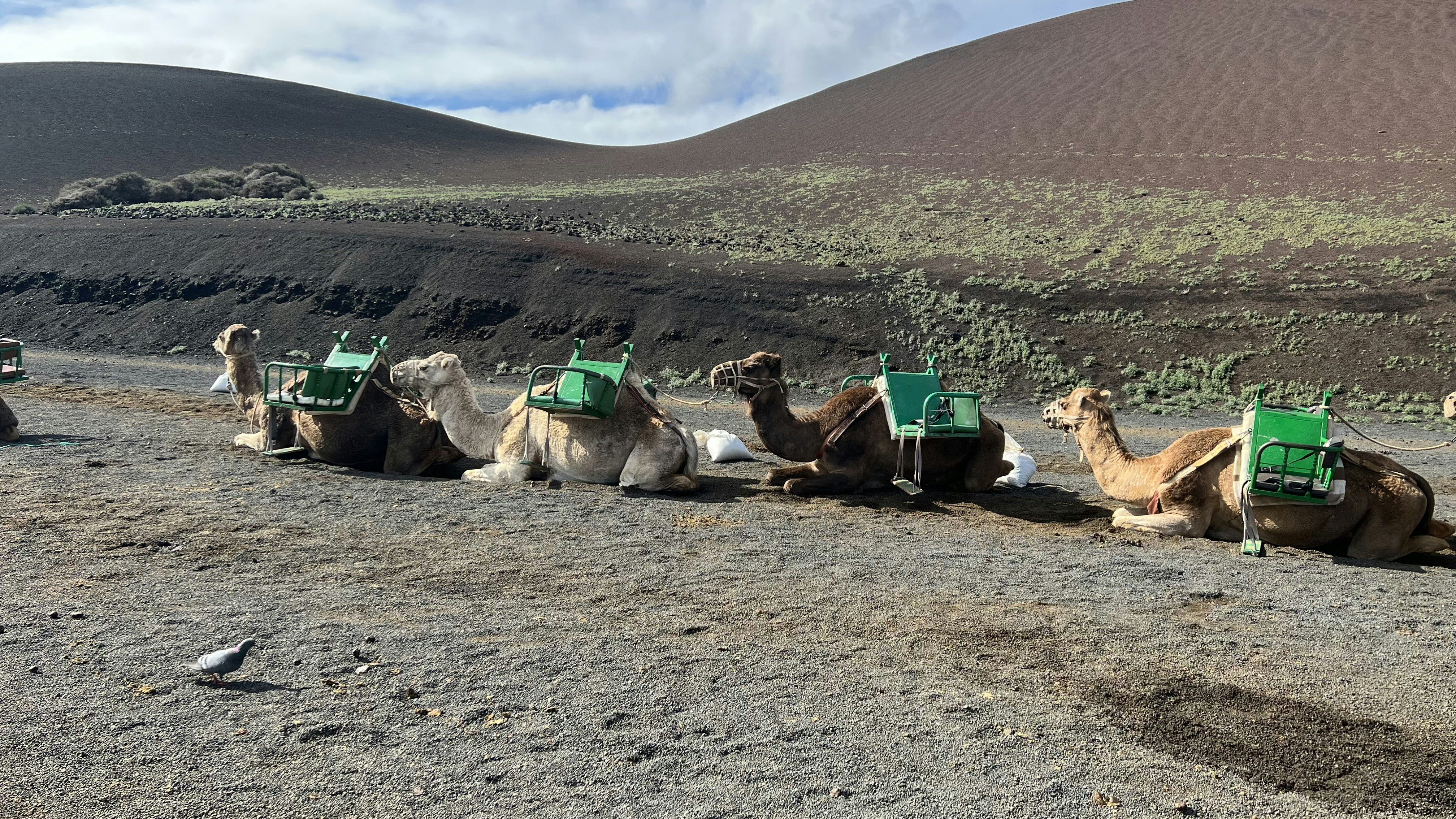 Fotomural a group of camels sitting in the desert