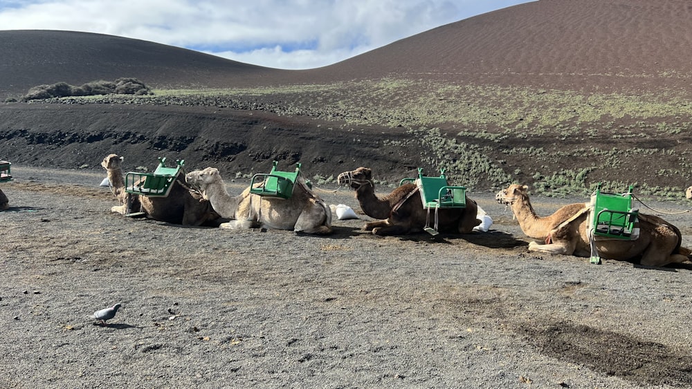 a group of camels sitting in the desert