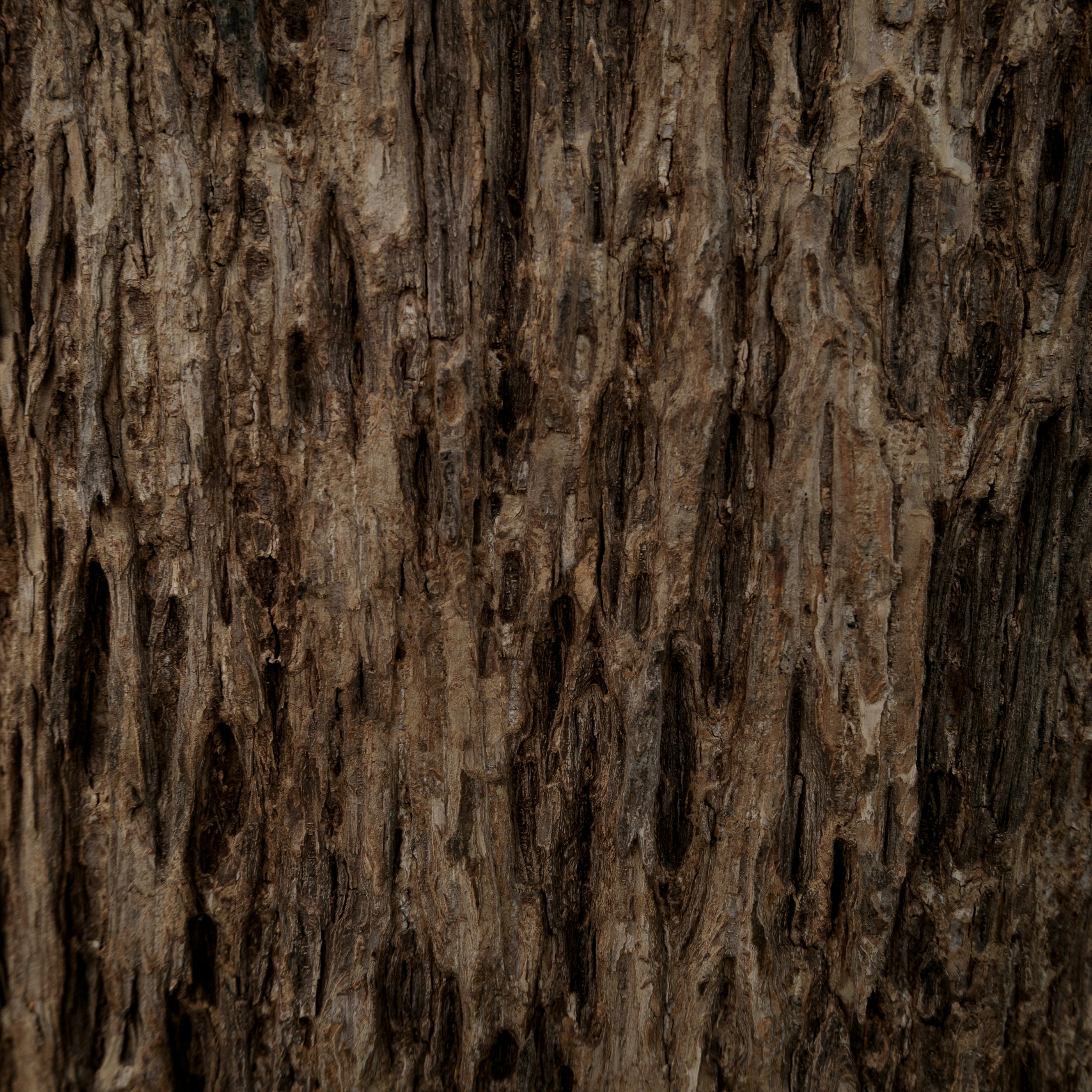 Photo by jaya14shukla