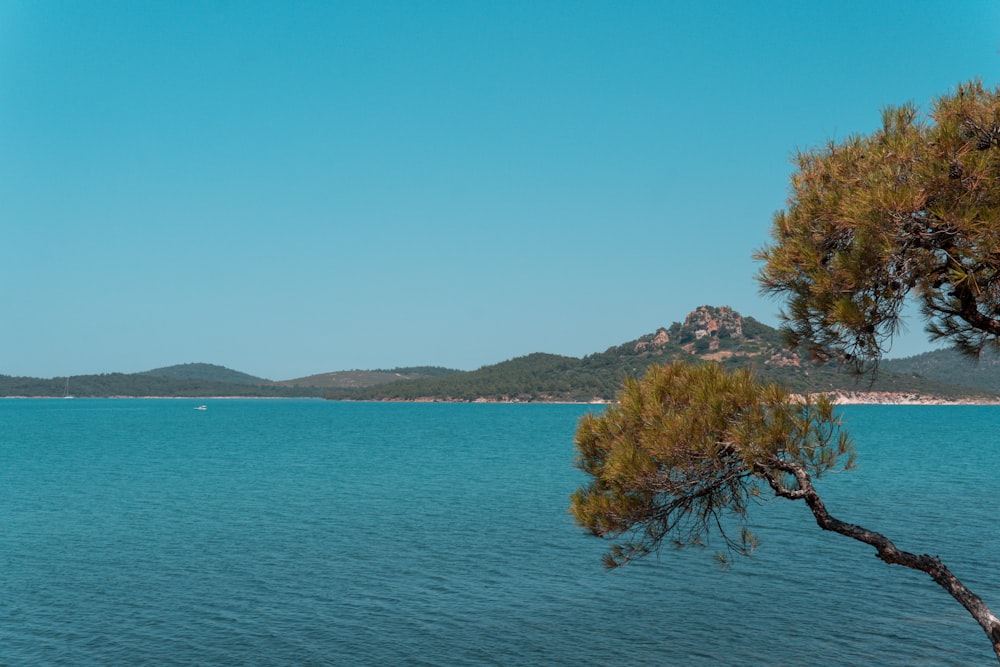 a view of a body of water with a tree in the foreground