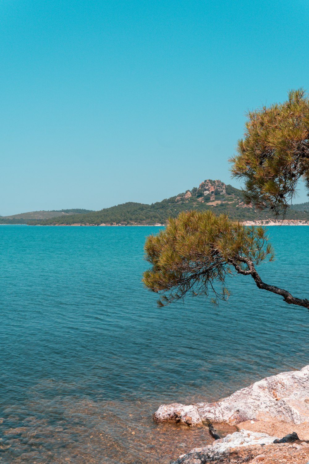 a lone pine tree on the shore of a lake