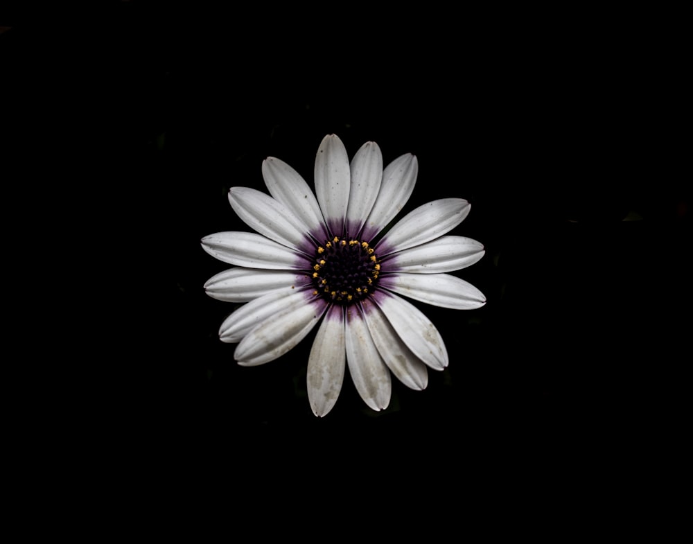 a white flower with a purple center on a black background