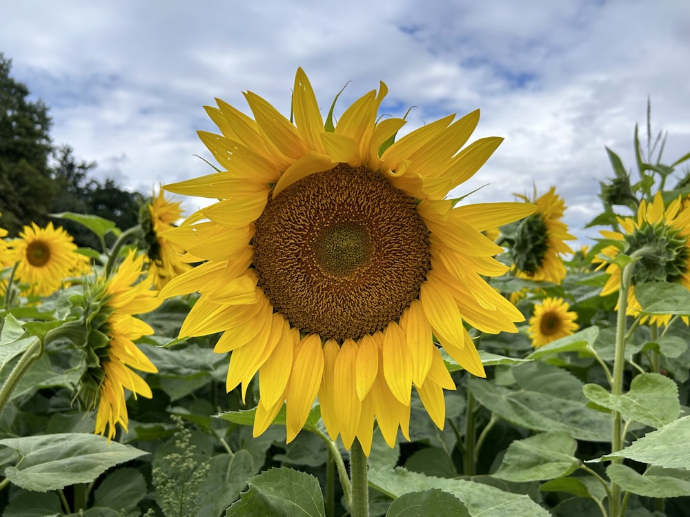 a large sunflower in a field of green leaves