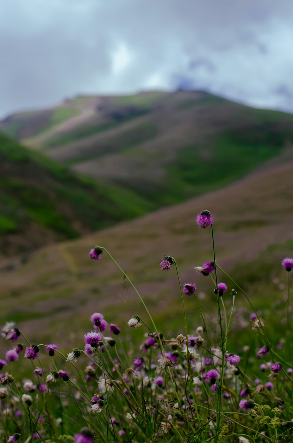 Un champ de fleurs violettes avec une montagne en arrière-plan
