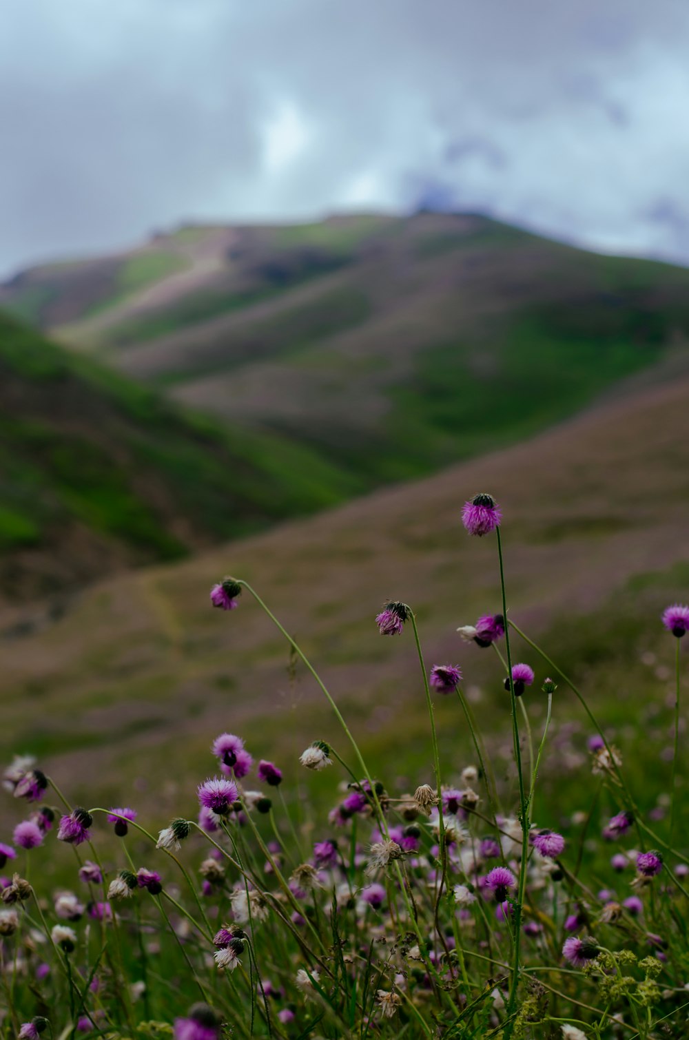 a field of purple flowers with a mountain in the background