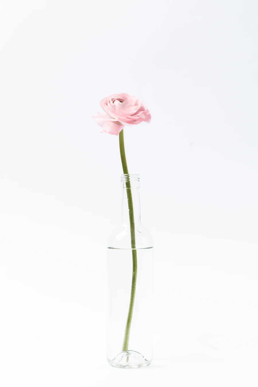 Fiore rosa singolo, dettaglio botanico