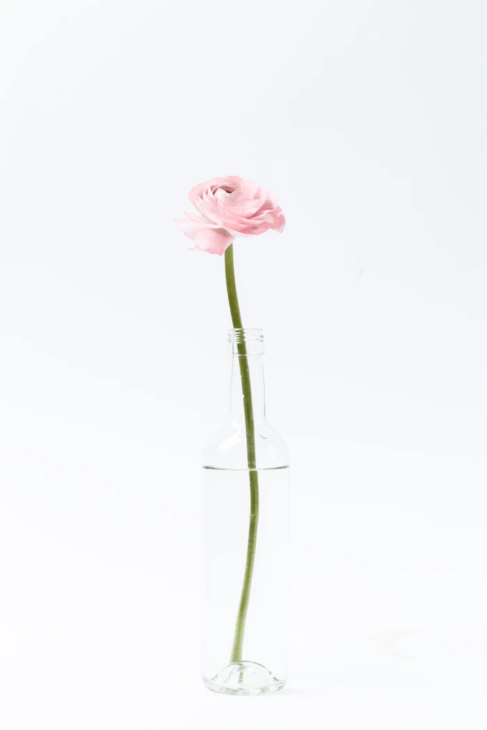 ピンク色の一輪の花