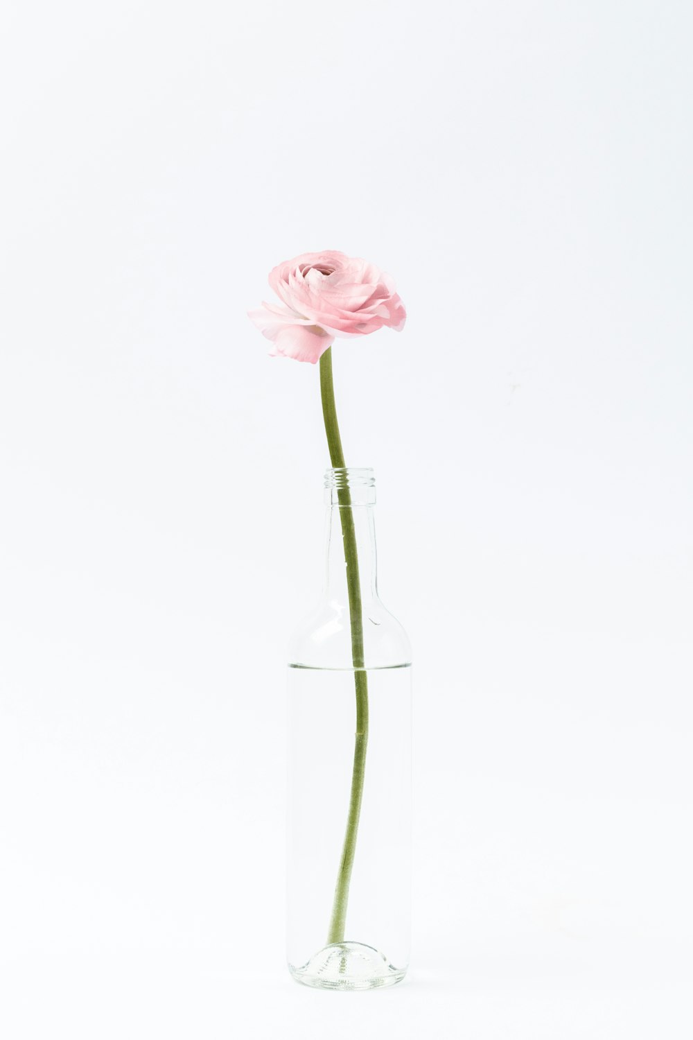 a single pink flower in a clear vase