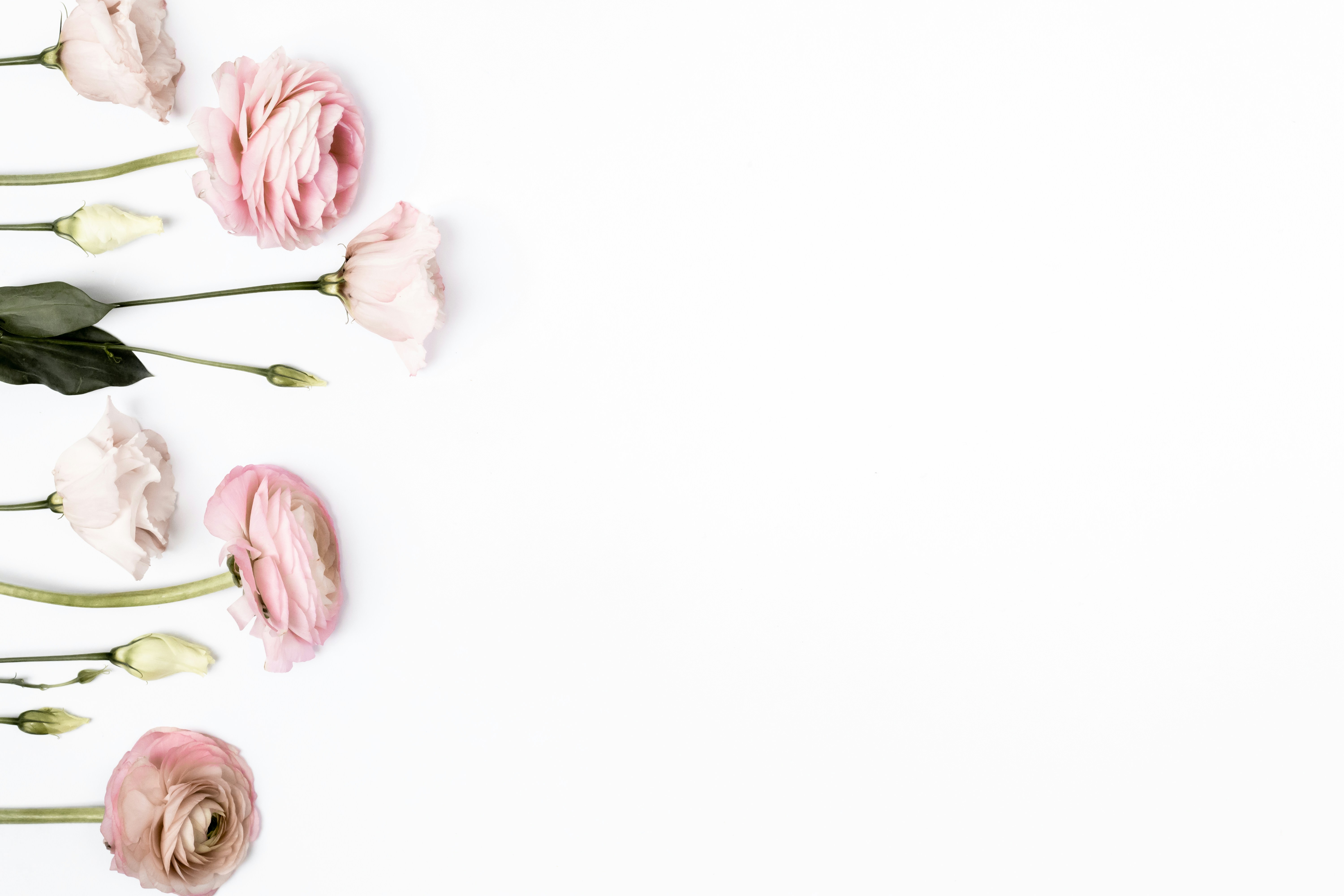 Pink flowers on white background