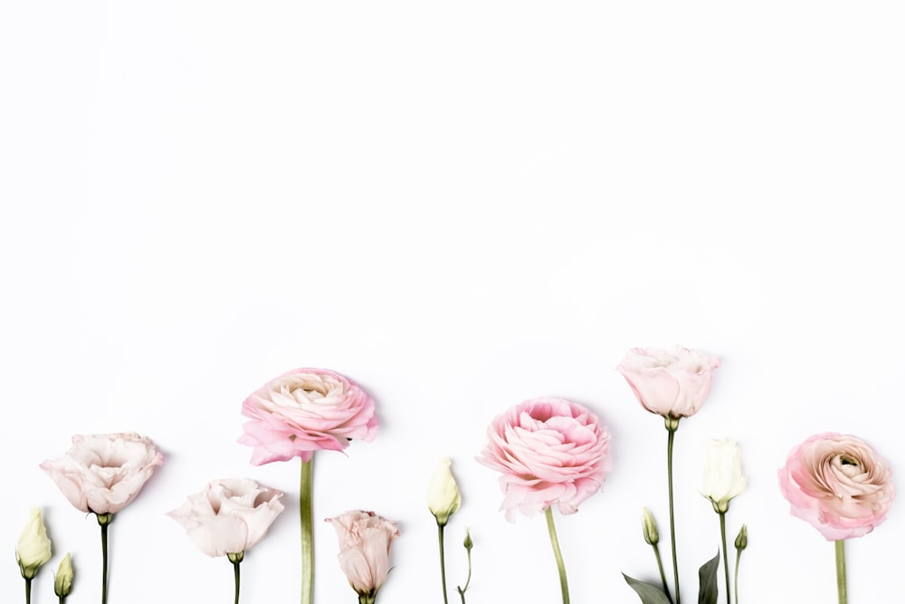 a row of pink and white flowers on a white background