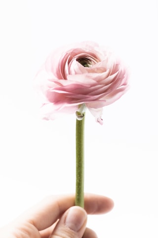 Close-up of a gentle hand holding a soft pink flower against a minimalist background.