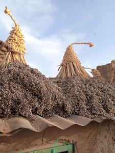 Healthy Millet-Based Food Products