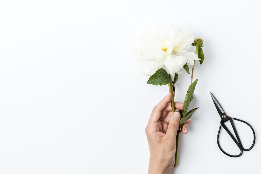 a person holding a flower with a pair of scissors next to it
