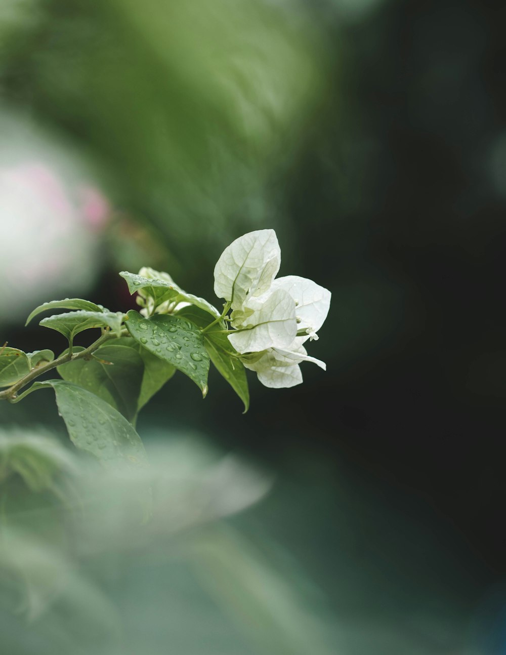 a close up of a white flower on a branch