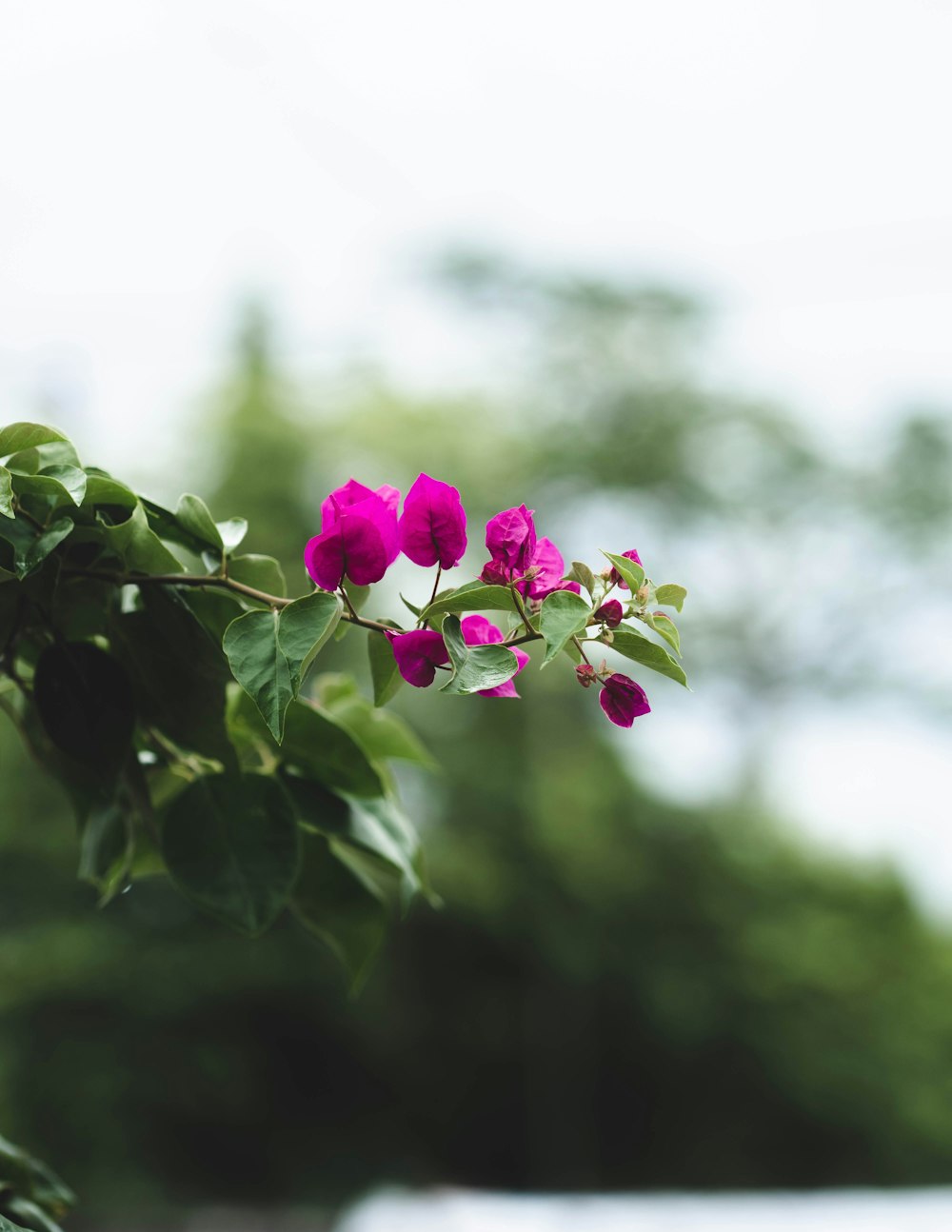 una rama de un árbol con flores rosadas