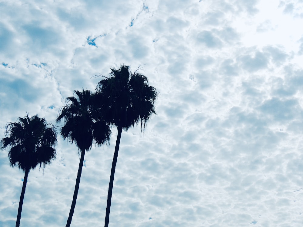 three palm trees are silhouetted against a cloudy sky