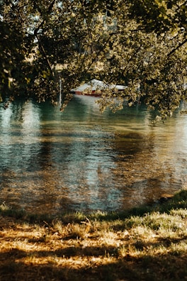 Sunlight filtering through trees onto a quiet dock with moored small boats.