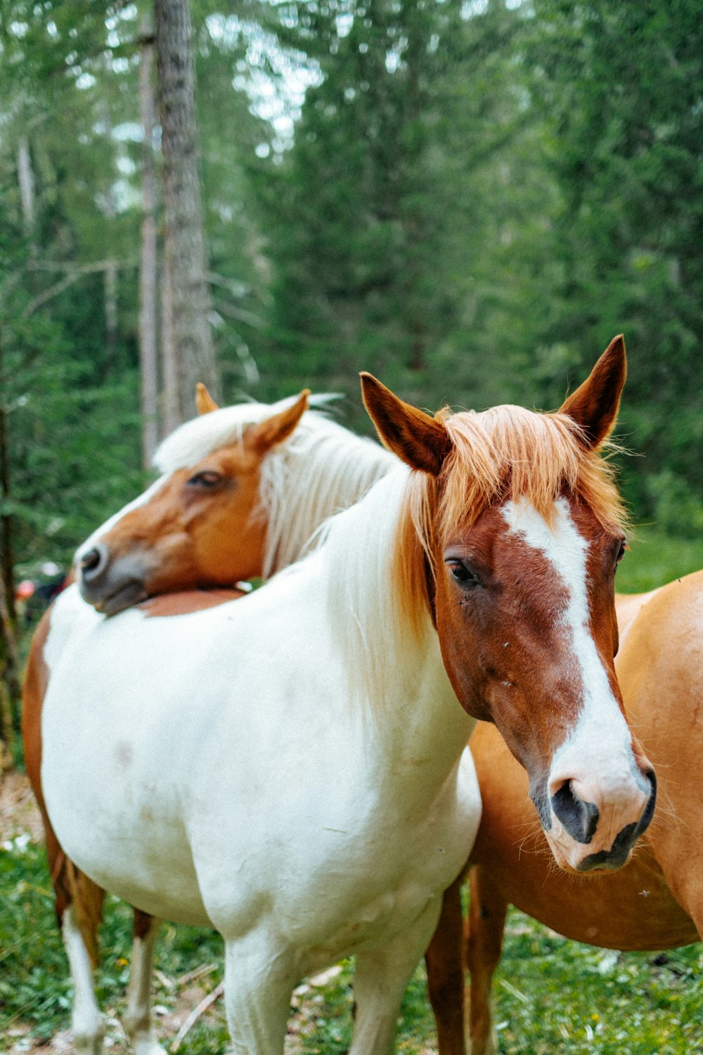 a group of horses standing next to each other