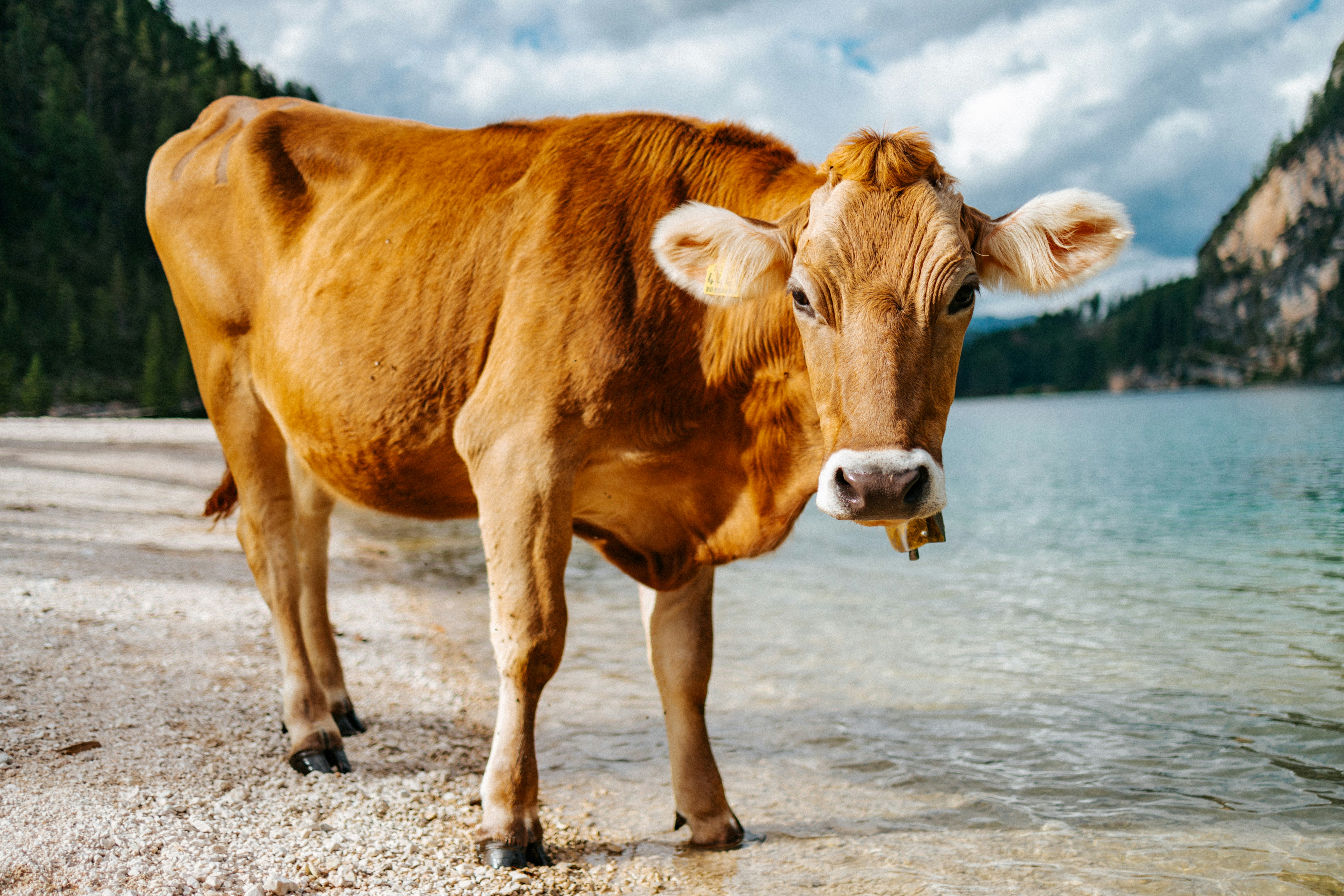 a brown cow standing on top of a sandy beach