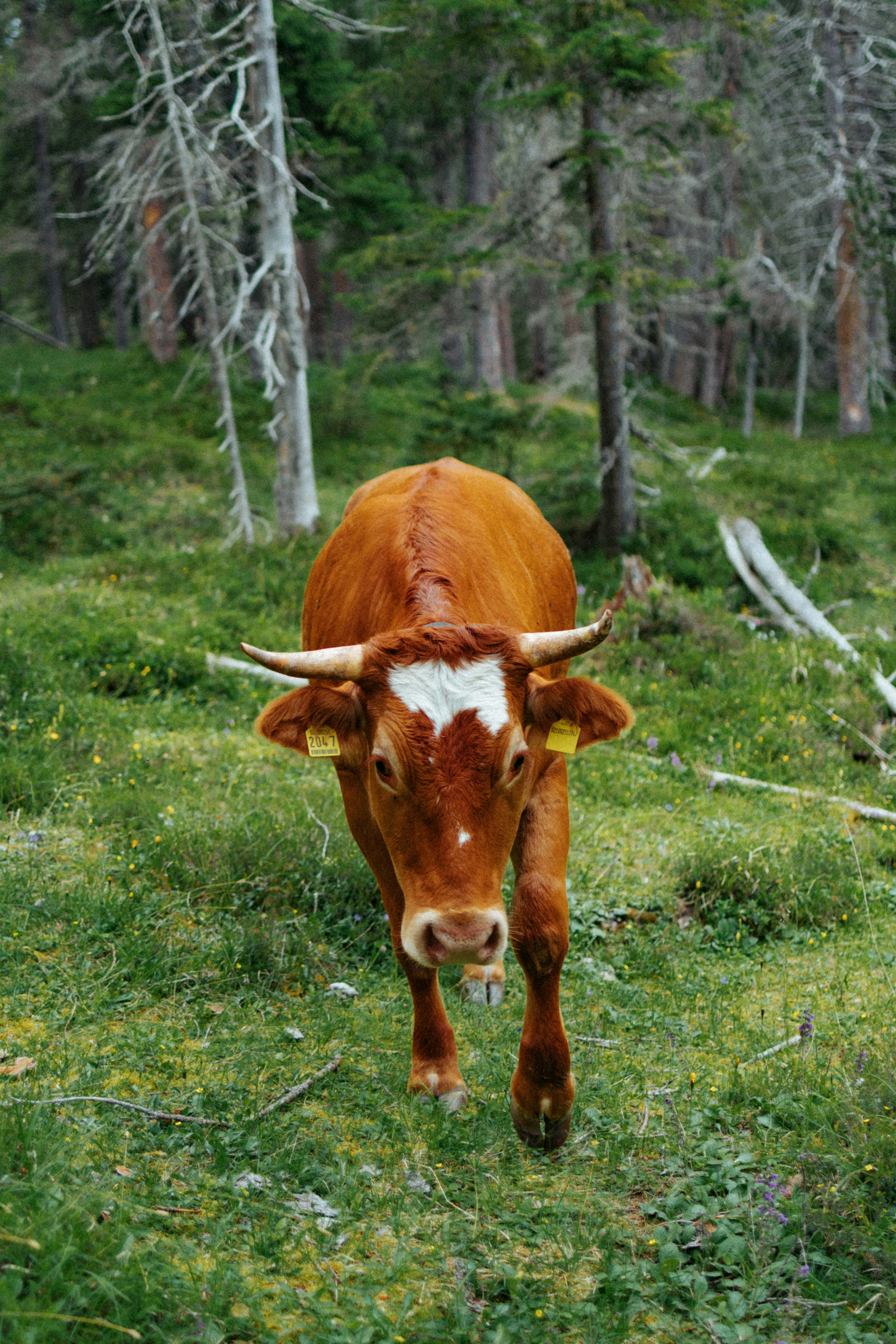 a brown cow walking through a lush green forest
