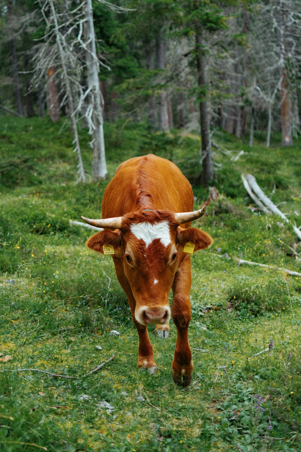 a brown cow walking through a lush green forest